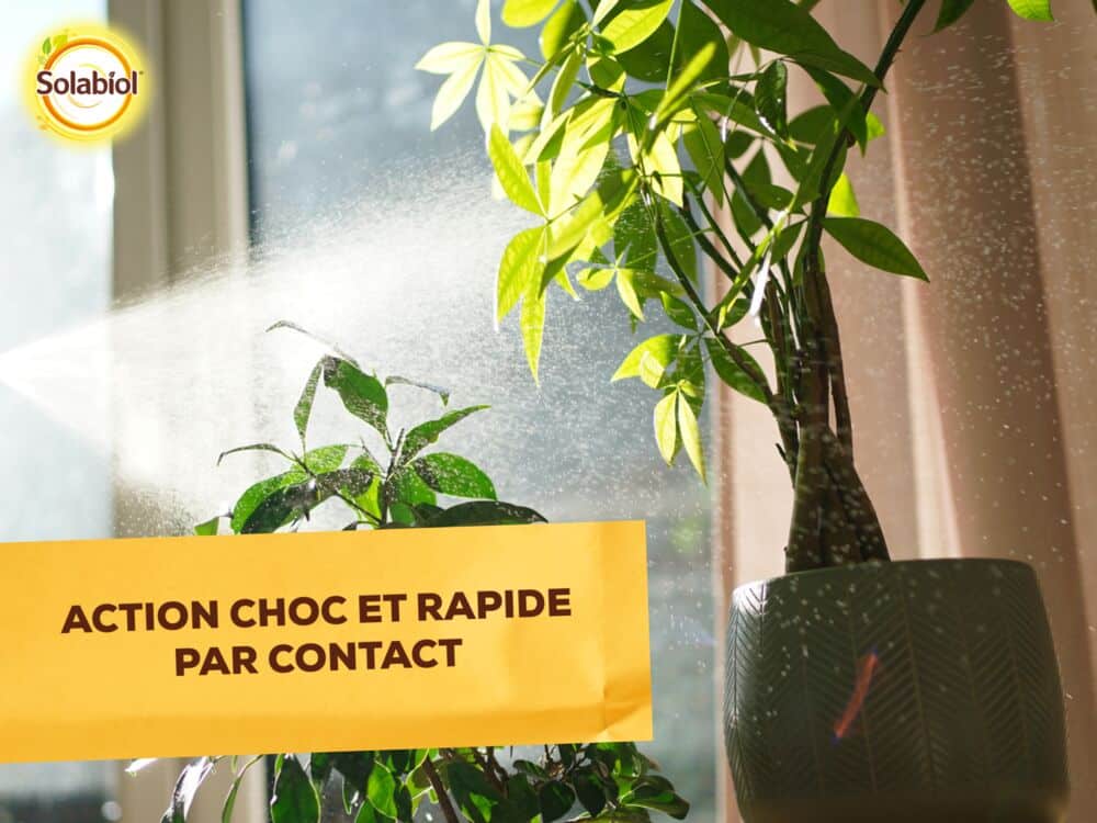 SOPVPAL500 - Insectes Plantes d’Intérieur - Prêt à l’emploi Solabiol
