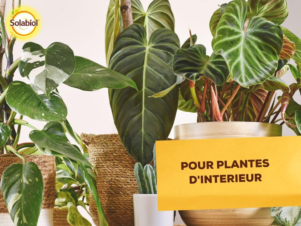 SOPVPAL500 - Insectes Plantes d’Intérieur - Prêt à l’emploi Solabiol