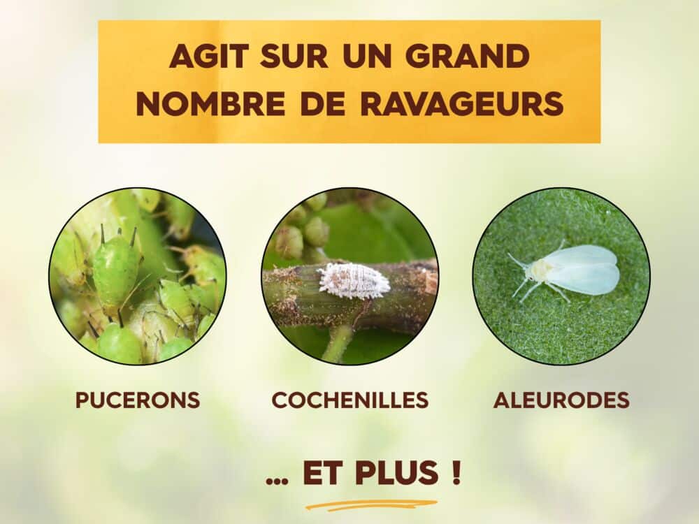 Insectes Polyvalents Concentré