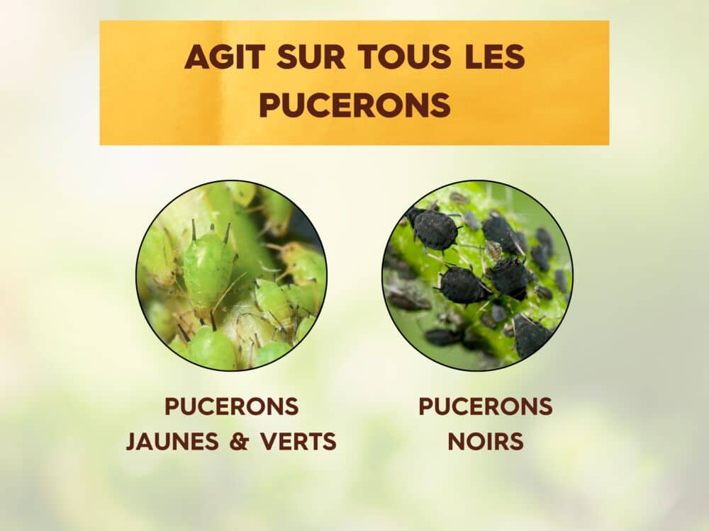 Pucerons - Traitement Concentré