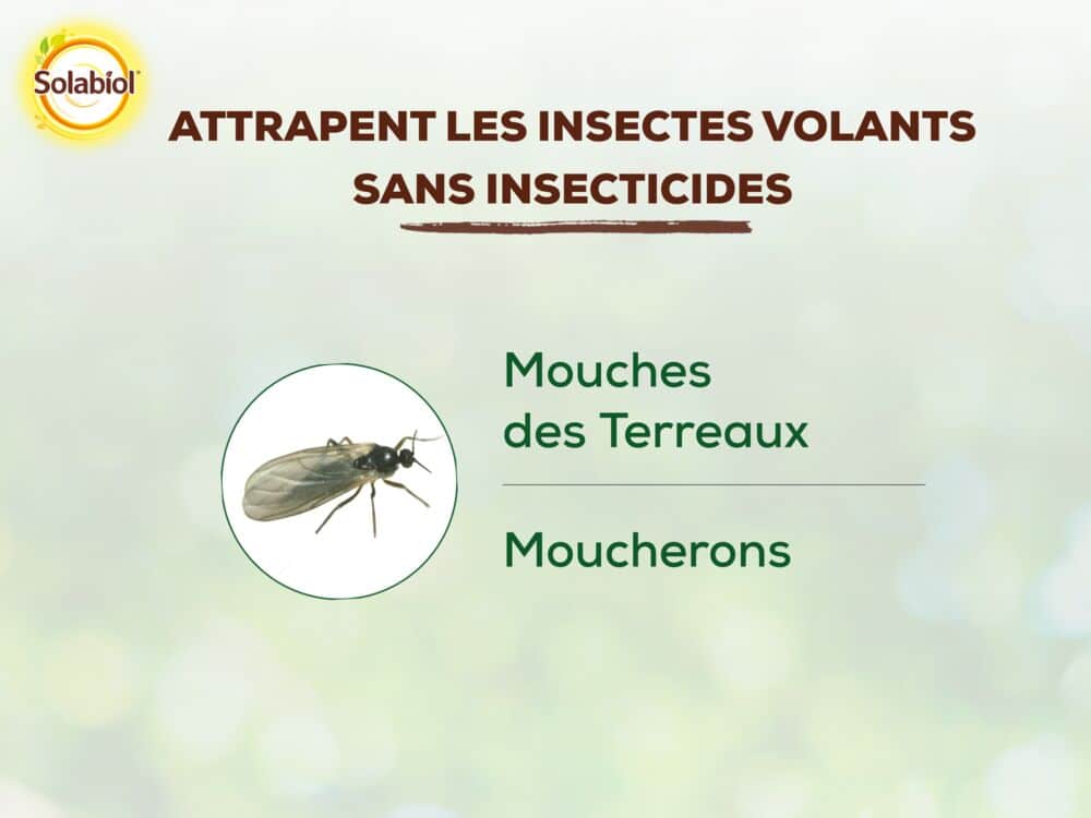 SOPIFLORN -Mini-pièges jaunes - Moucherons Solabiol