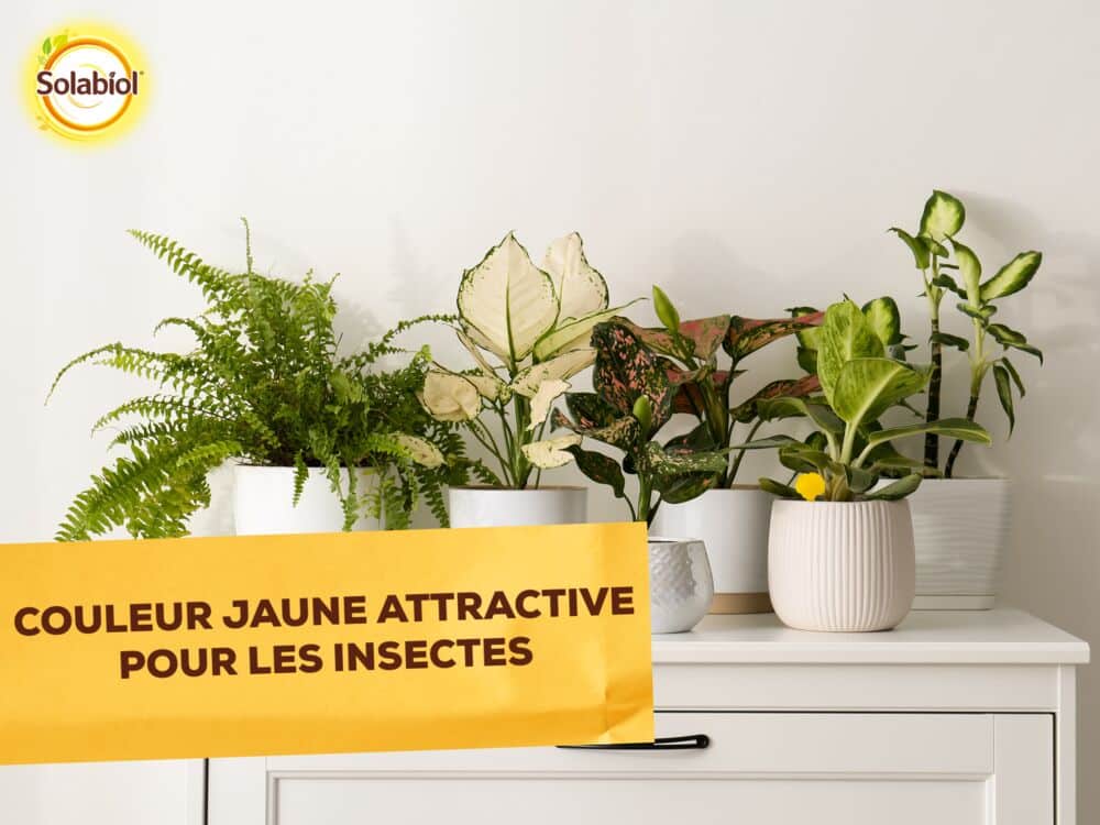 SOPIFLORN -Mini-pièges jaunes - Moucherons Solabiol