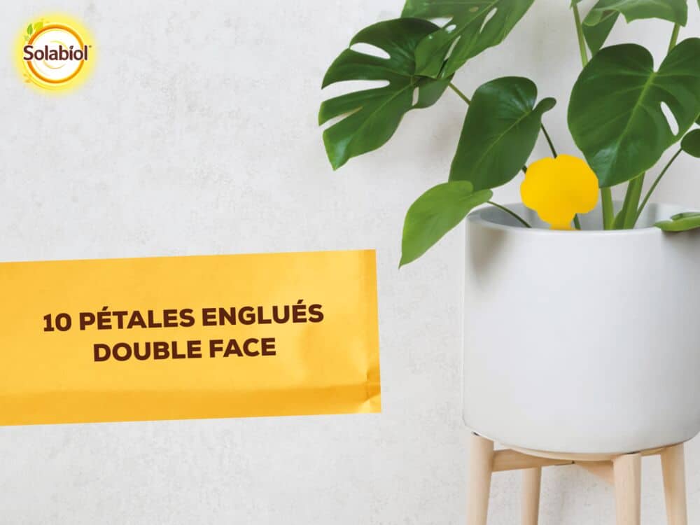 SOPIFLORN -Mini-pièges jaunes - Moucherons Solabiol