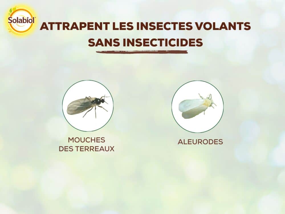 SOPIJAUNE - Pièges jaunes - Moucherons et Mouches blanches