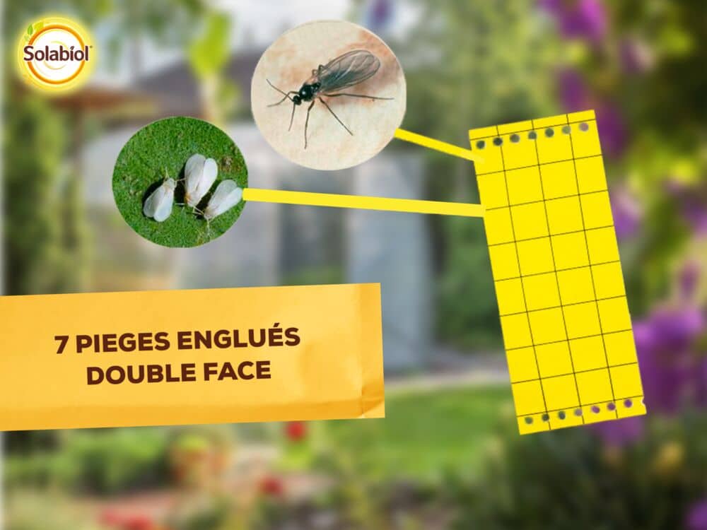 SOPIJAUNE - Pièges jaunes - Moucherons et Mouches blanches
