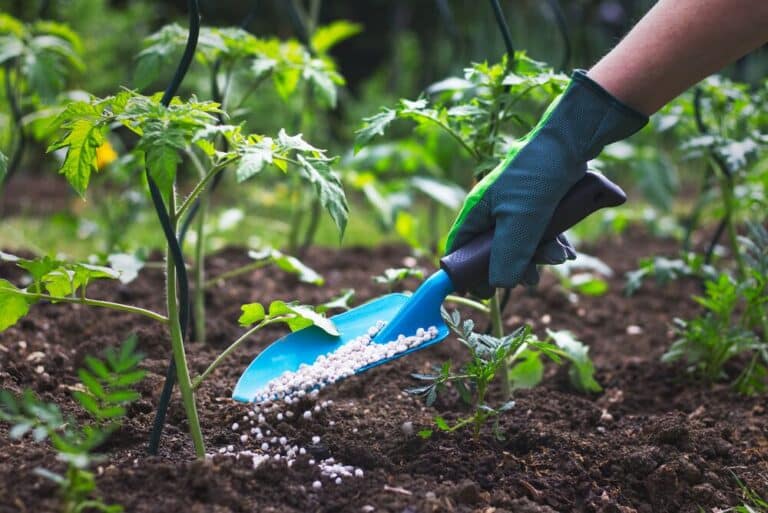 application d'engrais au pied d'une plante