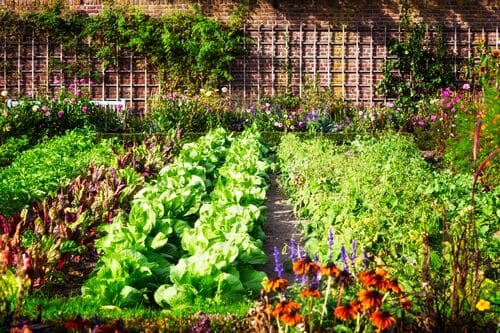 Potager, choix des cultures