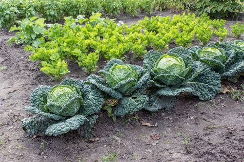 Légumes d'automne, poireaux, choux