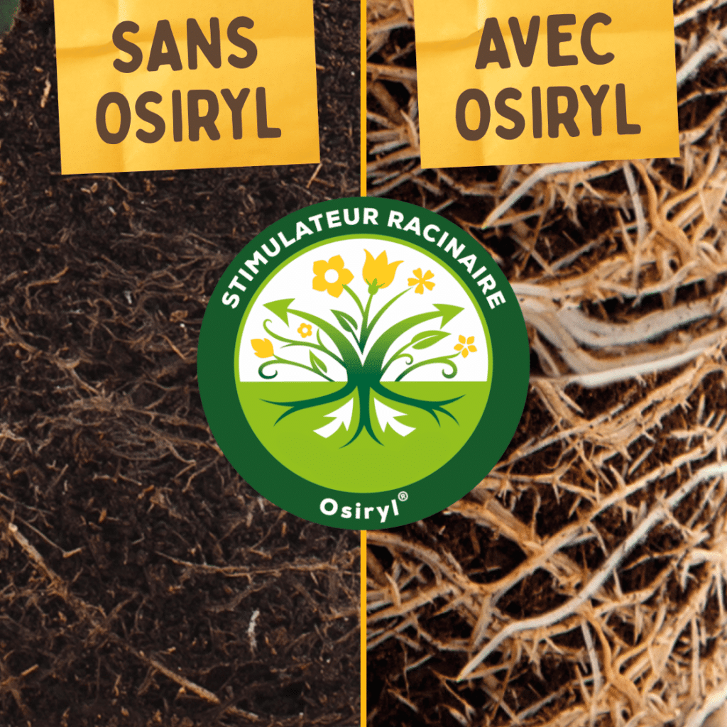 Stimulateur racinaire Osiryl Solabiol